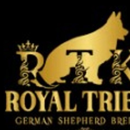 Royal Tribes K9