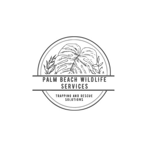 Palm Beach Wildlife Services