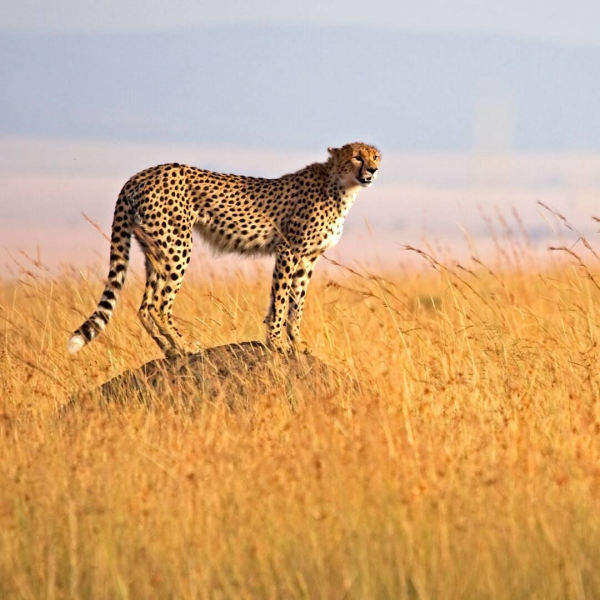 Woodley Wild Adventures