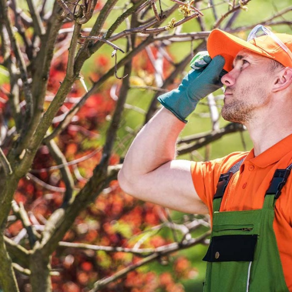 Oslo TreService - Trefelling Og Trepleie Ekspert
