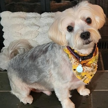 Paws Grooming Studio & Spa