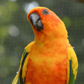 Mos Birds