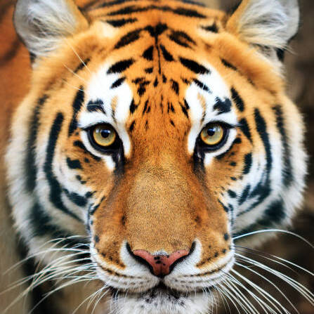 Ranthambore National Parks