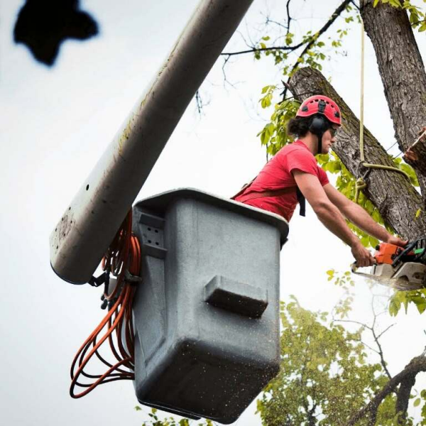 Saratoga Springs Tree Service Pros