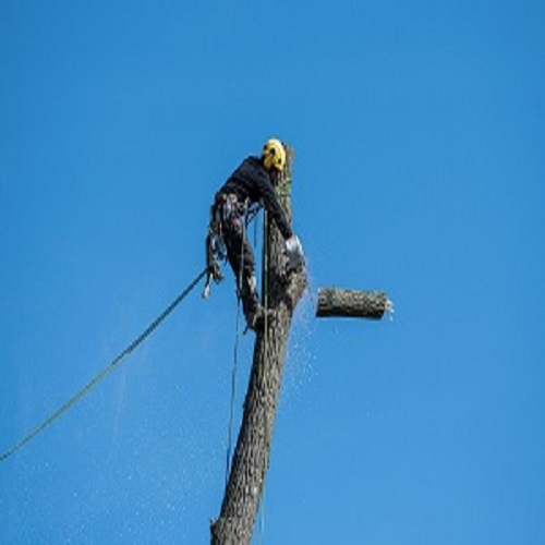 Washington Township Tree Service