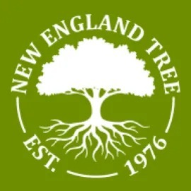 New England Tree