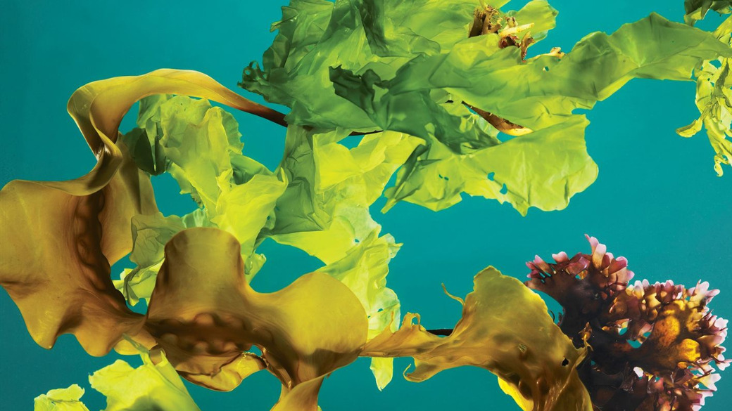 Coinvierte en Mediterranean Algae junto a Roy Hendrajanto M. Sakti